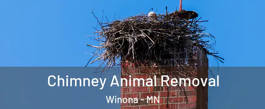  Chimney Animal Removal Winona - MN