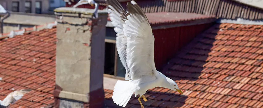 Residential Chimney Animal Removal Solution in Winona, MN