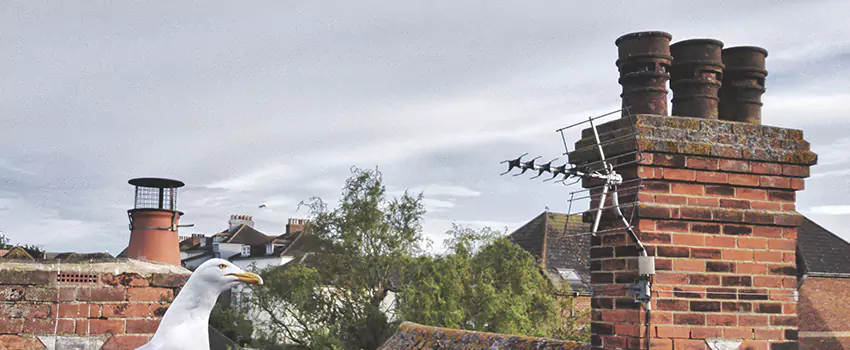 Chimney Cleaning And Restoration in Winona, Minnesota